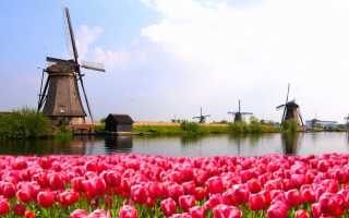 Тюльпаны в голландии