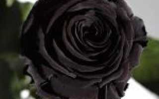Черная роза значение