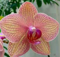 Как размножается орхидея в домашних условиях
