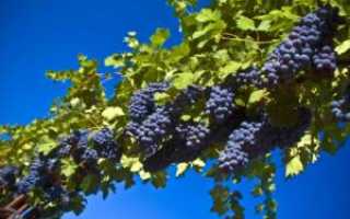 Как привить виноград осенью