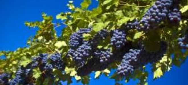 Как привить виноград осенью