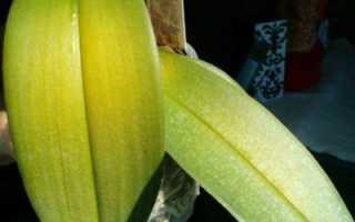 Почему желтеют нижние листья у орхидеи
