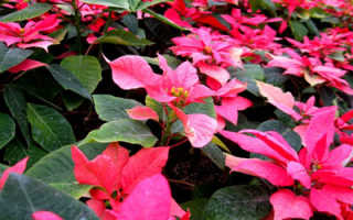 Рождественский цветок с красными листьями уход