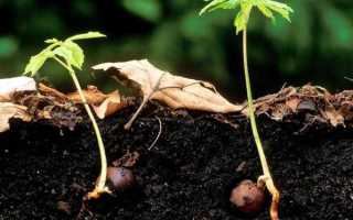 Как посадить каштан из ореха осенью