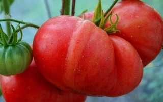 Салатные сорта томатов для теплиц