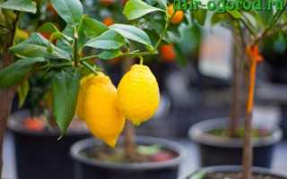 Чем удобрять лимон в домашних условиях