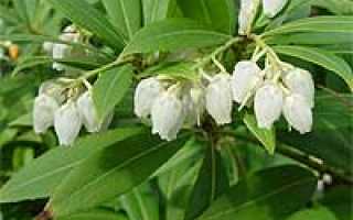 Леукотоэ радуга посадка и уход