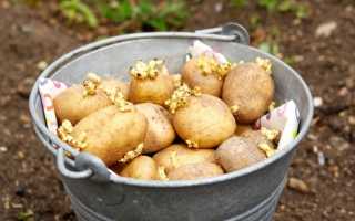 Обработка семенного картофеля перед посадкой