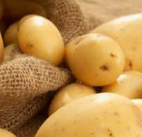 Лучшие сорта картофеля для средней полосы России