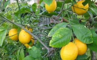 Чем подкормить лимон