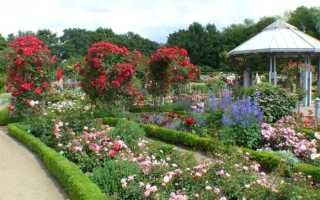 Как ухаживать за плетистой розой в саду