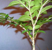 Змеиное дерево комнатное растение