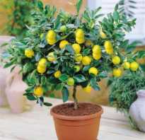 Растение лимон в домашних условиях