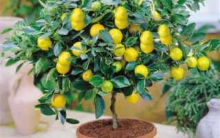 Растение лимон в домашних условиях