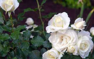 Роза кустовая садовая