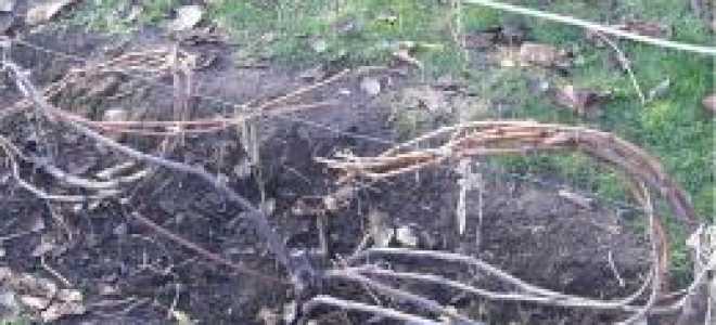 Когда надо обрезать виноград осенью