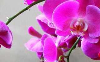 Приметы орхидея в доме