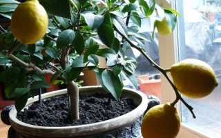 Лимон уход в домашних условиях