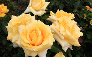 Розы чайно гибридные сорта