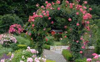Как поливать розы в саду