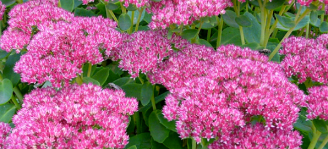 Как выглядит заячья капуста