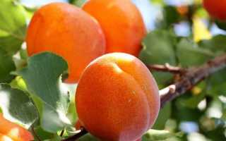 Где растут абрикосы в России
