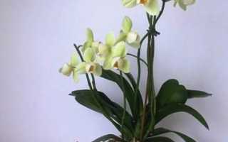 Маленькие орхидеи