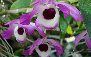 Dendrobium орхидея