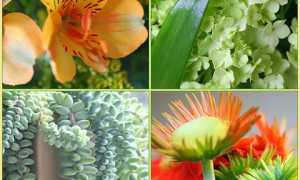 Комнатные растения каталог с фотографиями и названиями