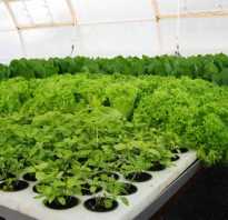 Выращивание зелени в теплице зимой на продажу