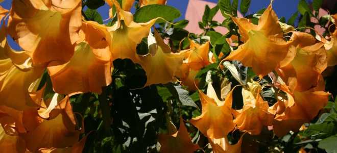 Дурман трава