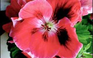 Почему не цветет пеларгония королевская