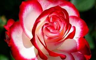 Выращивание роз черенками в домашних условиях
