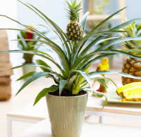 Как посадить ананас в домашних условиях верхушку