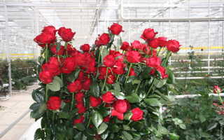 Голландские розы