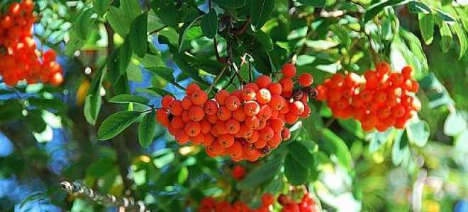 Как посадить рябину осенью