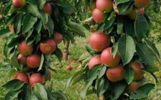 Как правильно садить яблоню осенью