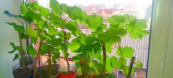 Как обрезать виноград на черенки для посадки