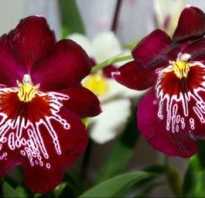 Можно ли посадить орхидею в обычную землю