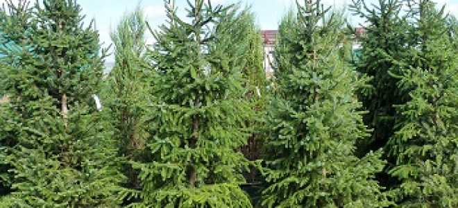 Ель сербская карел посадка и уход