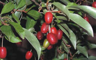 Лох узколистный посадка и уход