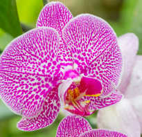 Как выходить орхидею