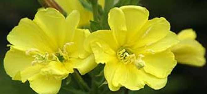 Цветок который цветет ночью