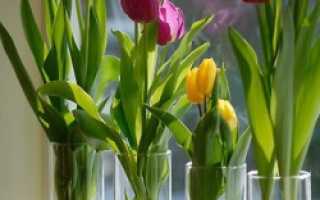 Выгонка тюльпанов