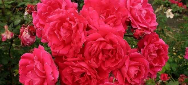 Канадская роза посадка и уход