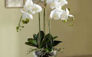 Уход за цветущей орхидеей в домашних условиях
