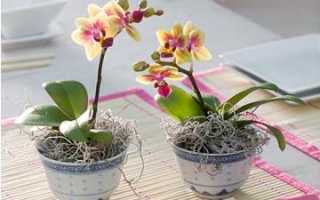 Карликовая орхидея уход в домашних условиях
