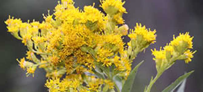 Золотарник канадский лечебные свойства