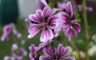 Цветок мальва