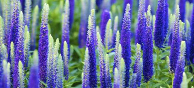 Растение вероника